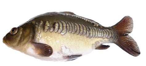 cyprinoid fish|Cyprinids .